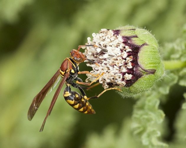 Vespa-do-papel: Schmidt classificou assim a dor da picada dessa vespa: Cáustica e ardida como fogo. Distintamente pungente e dolorosa no final. Como derramar um copo de ácido clorídrico em um corte na pele feito com papel.