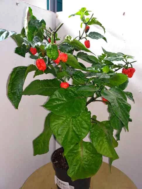 A pimenta Douglah é conhecida por seu perfil de sabor complexo, com nuances de chocolate e fumaça que a diferenciam no mundo das pimentas.