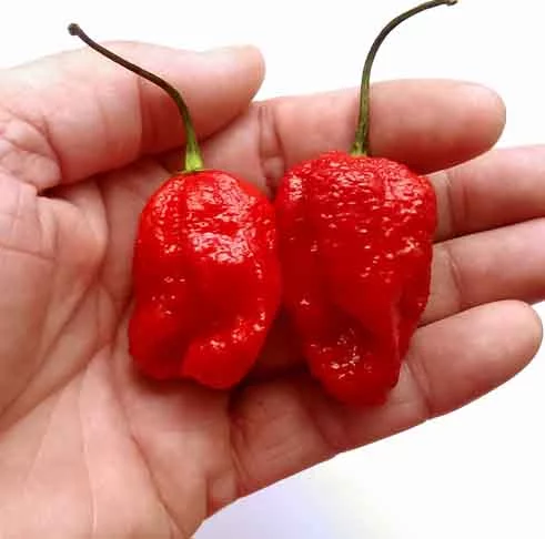 7 Pot Barrackpore (1.000.000 SHU)- Também de Trinidad e Tobago, essa pimenta da cidade de Chaguanas apresenta diferentes formas, aparências, tamanhos e cores, sendo um pouco maior e mais amarga.