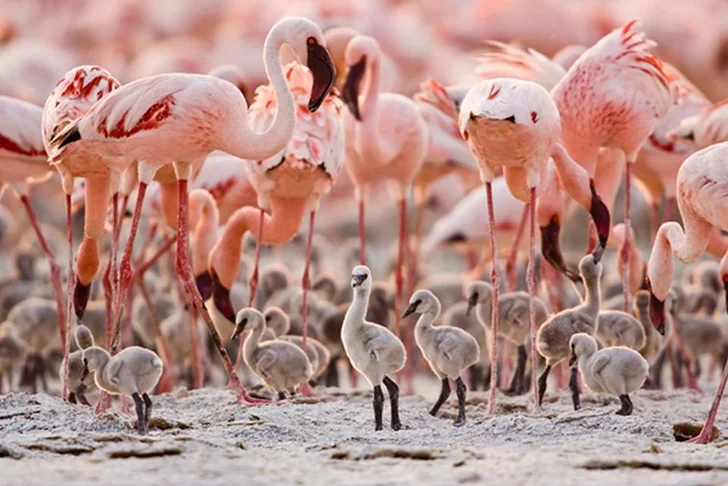 Além disso, o lago também é famoso por ser o habitat de milhares de flamingos. Os turistas podem fazer trilhas para observar a vida selvagem.