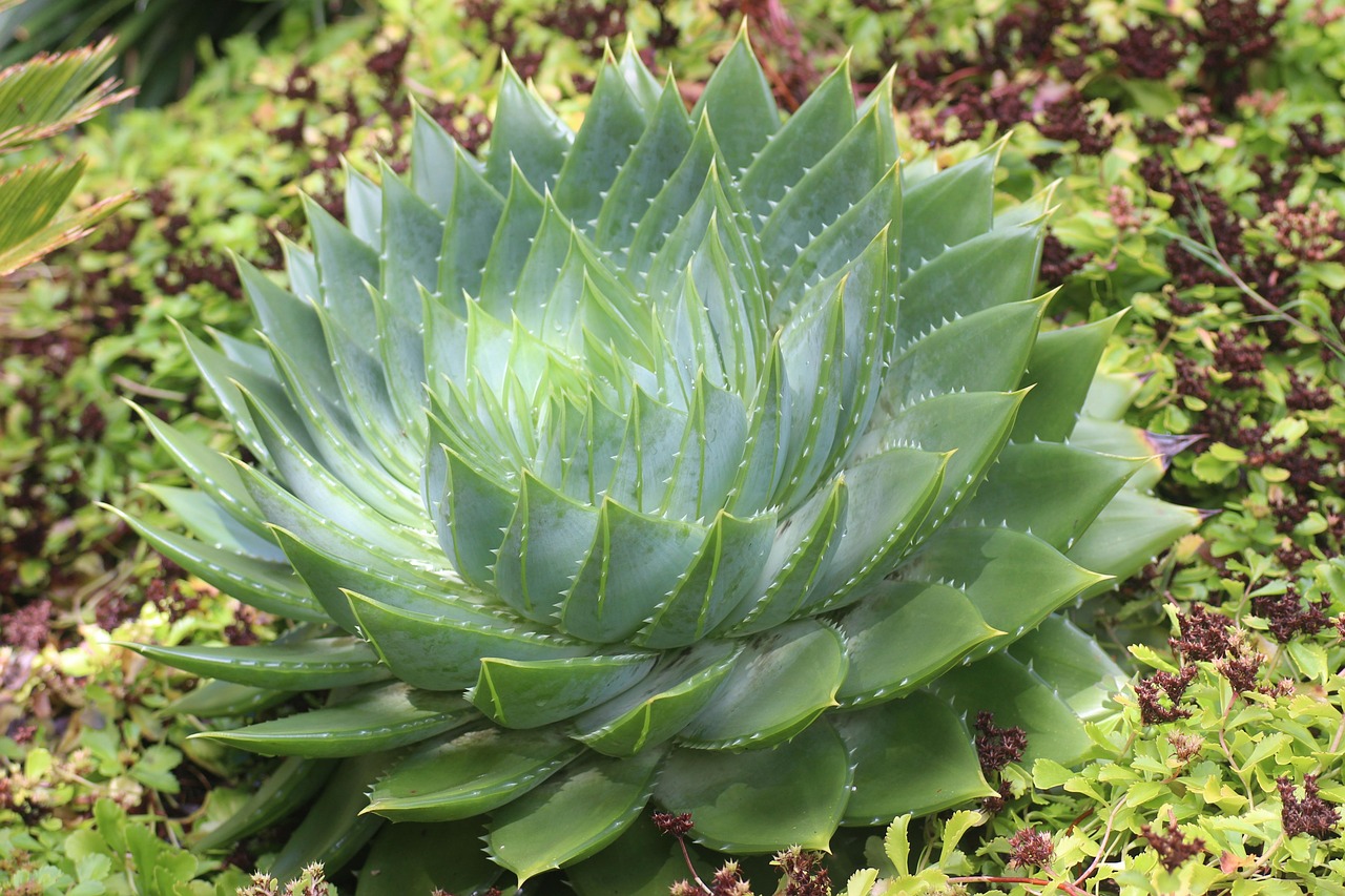 Assim, antes de considerar a ingestão de babosa, é fundamental consultar um médico, especialmente para quem sofre de diabetes ou está em uso de outros tratamentos.