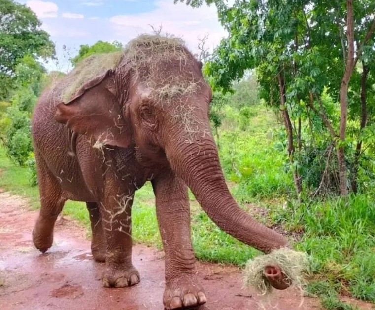 Uma das elefantas que vive no santuário é Guilhermina, de 25 anos. Ela nasceu em cativeiro e habitou por muitos anos um recinto de concreto subterrâneo em um ecoparque de Mendoza, na Argentina. Dessa forma, ela só teve contato com a vida natural ao chegar em Chapada dos Guimarães. 
