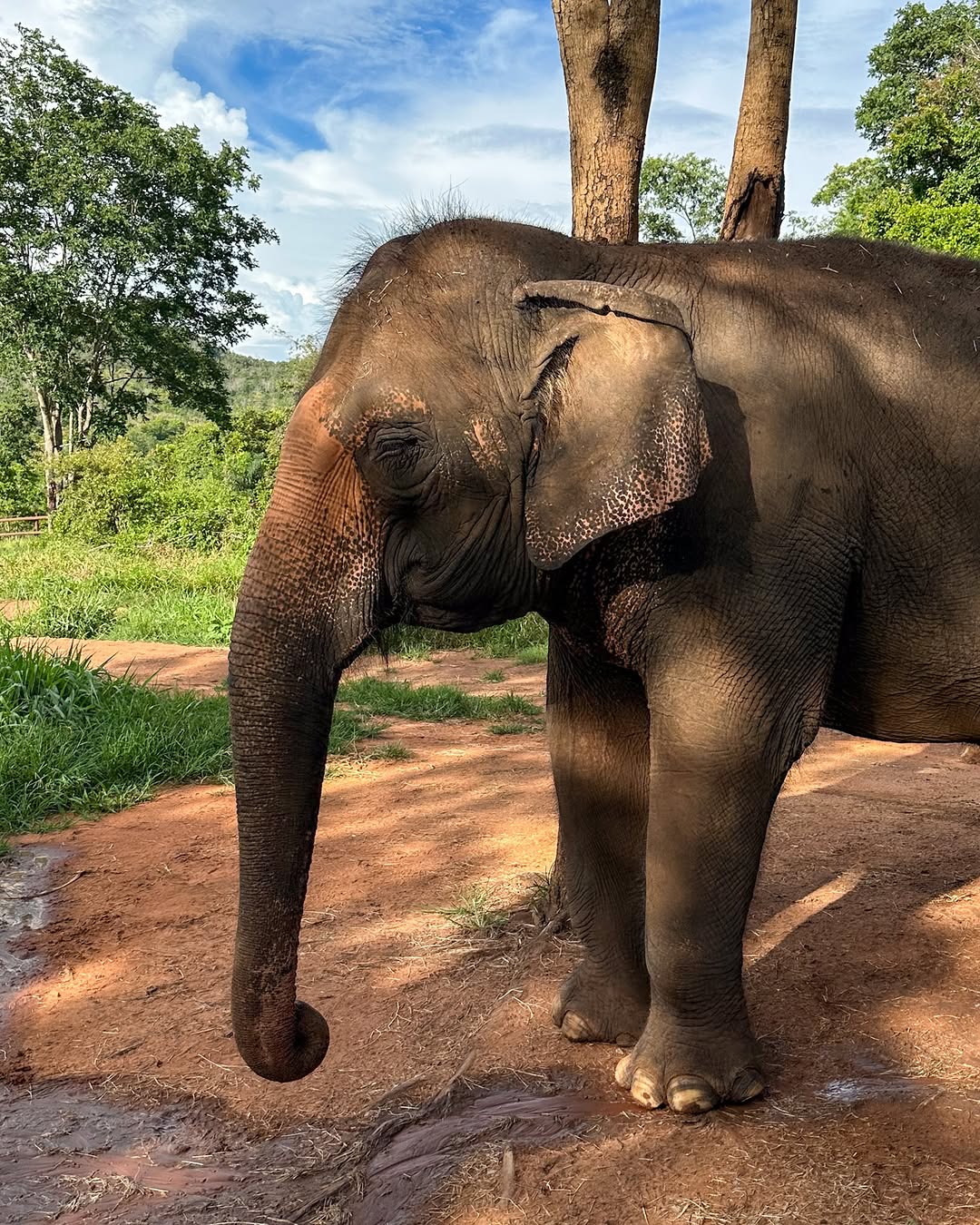 Outra curiosidade é que Guilhermina, assim como outros elefantes resgatados de cativeiro que vivem no santuário, passam por cuidados especiais com as patas por não possuírem o instinto natural de cavar, o que faz suas unhas crescerem sem parar. Caso não haja esses cuidados, as unhas podem até causar ferimentos no animal.
