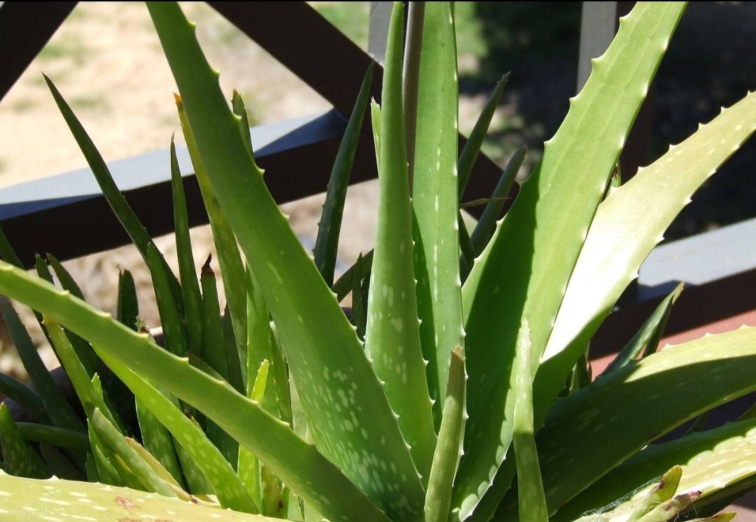 No entanto, o consumo oral de babosa apresenta riscos sérios, o que torna seu uso contraindicado por muitos profissionais de saúde. O principal risco associado à ingestão da planta está relacionado ao efeito laxativo, que pode causar cólicas, diarreia e outros problemas intestinais.