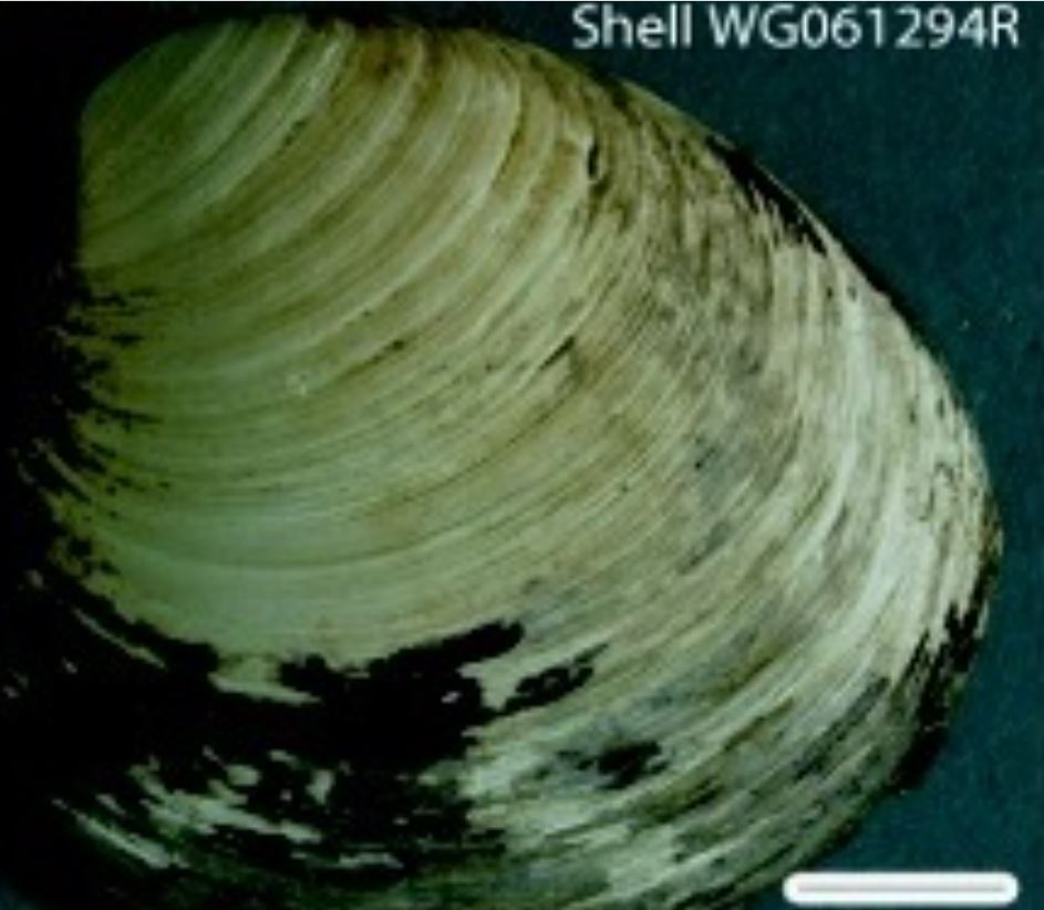  Em 2006, cientistas apelidaram de Hafrún um molusco encontrado na costa da Islândia que tinha 507 anos (foto). Ele havia nascido em 1499 (antes da descoberta do Brasil!).  