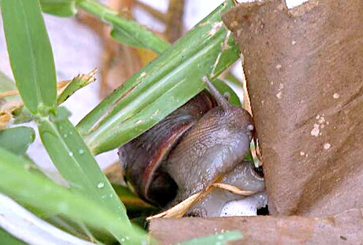 No Havaí, a explosão da população do caramujo africano ocorreu poucos anos após a sua introdução na década de 30. 