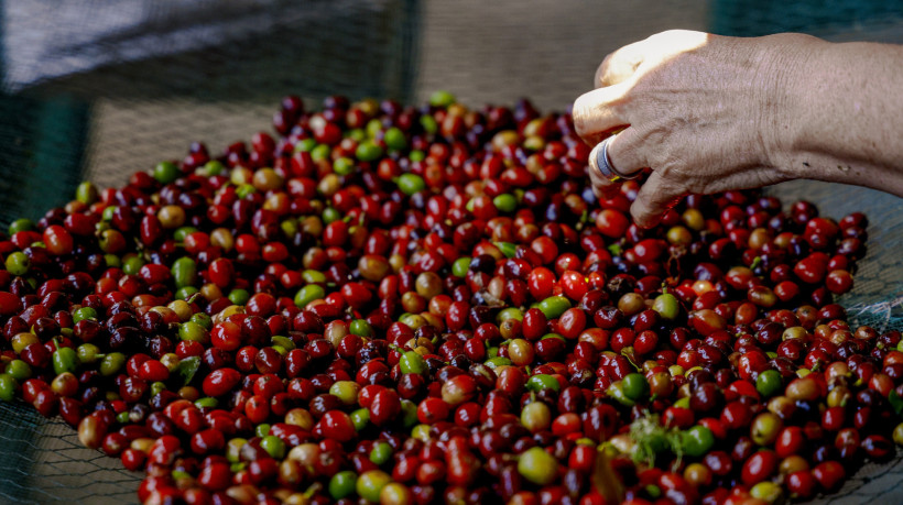 Efeitos do tarifa&ccedil;o levaram a uma queda expressiva nas compras de caf&eacute;s brasileiros pelos EUA, de 52,8%, na compara&ccedil;&atilde;o de setembro deste ano com setembro de 2024