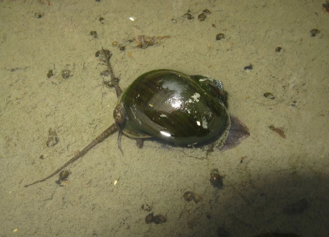 O caramujo com o verme é do tipo chamado aruá. Esta espécie está na posição 74 na lista das 100 das espécies exóticas invasoras que mais causam danos no mundo.