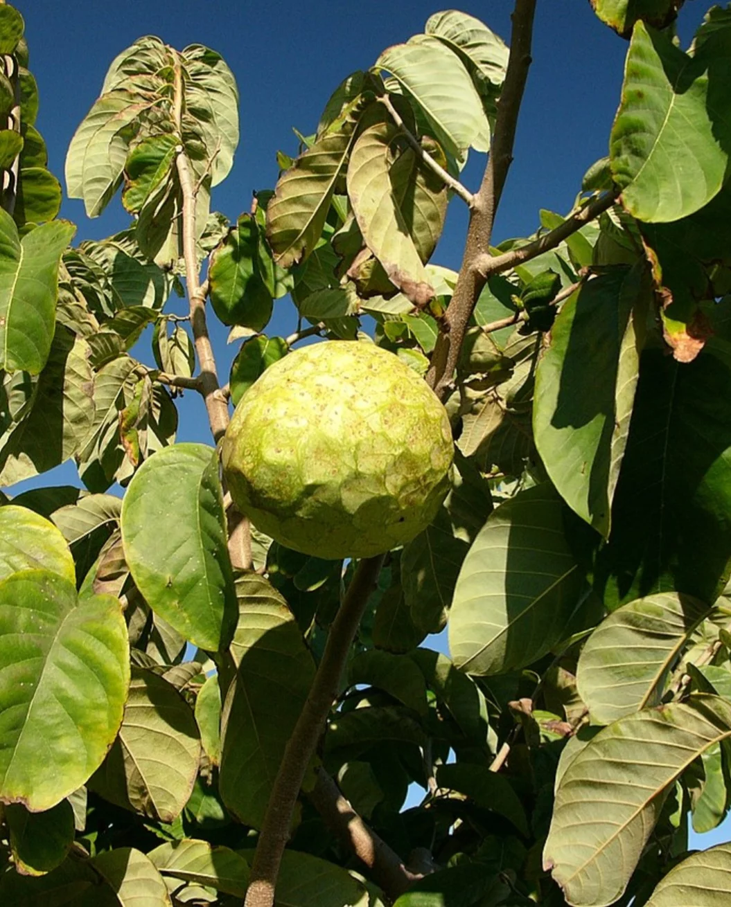 Cherimoia (Annona cherimola Mill) - Também conhecida como fruta-do-conde ou ananás-do-brejo, é nativa dos vales andinos da América do Sul, especialmente do Peru e Equador. Cultivada há milhares de anos, disseminada para outras regiões tropicais e subtropicais do mundo.