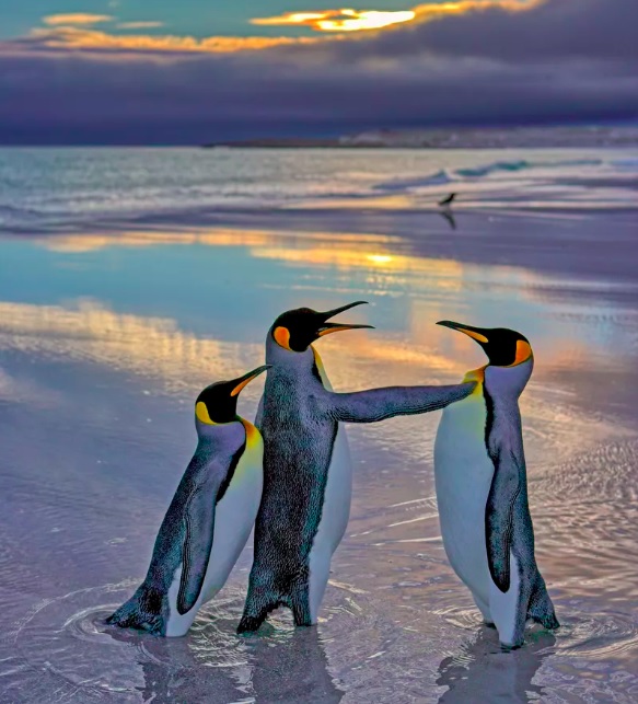 Segundo vencedor: Andy Rouse (Reino Unido), com a foto “Alright Mate Back off- this is my bird” (Tudo bem, cara. Afaste-se, esse é meu pássaro).