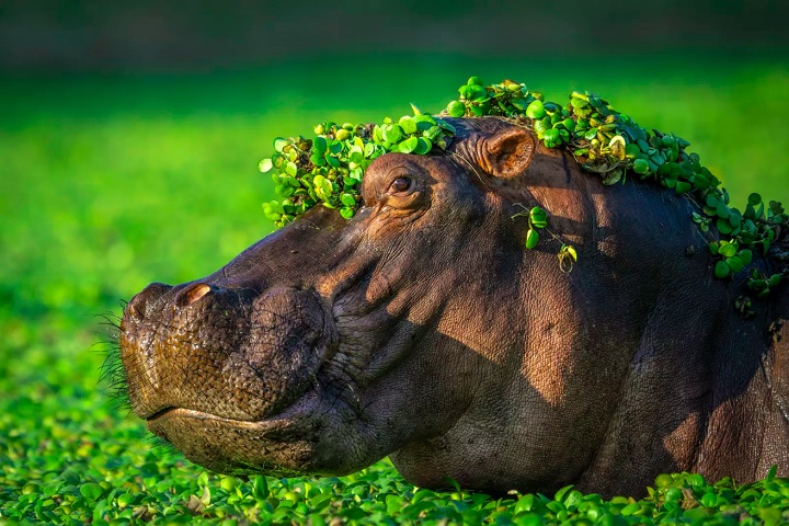 6º) Artur Stankiewicz (Polônia), com a foto “I'm too s*xy for my love” (Eu sou muito sensual para o meu amor).