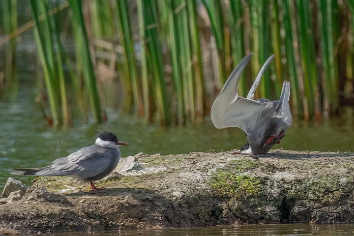 Categoria Aves - Vencedor: Damyan Petkov (Bulgária), com a foto “Whiskered Tern crash on landing” (Queda de andorinha-do-mar-de-bigodes ao pousar, na tradução livre).