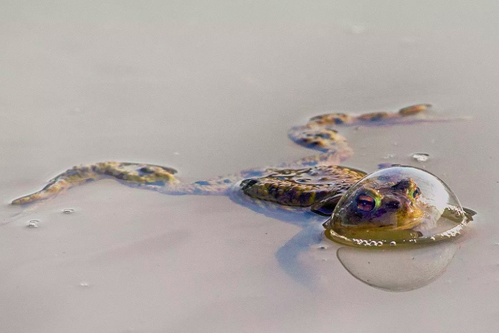 Categoria Répteis e Anfíbios - Vencedor: Eberhard Ehmke (Alemanha), com a foto “Frog in a balloon” (Sapo em um balão, em português).