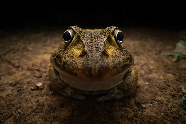 Categoria Fotógrafo Jovem (abaixo dos 25 anos) - Vencedor: Kingston Tam (Hong Kong), com a foto “Awkward smiley frog” (Sapo estranho sorridente).
