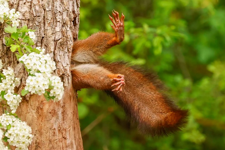 O italiano Miko Marchetti venceu o prêmio principal com a foto de um esquilo que parece estar preso no buraco de um tronco (“Stuck squirrel”), embora estivesse apenas ajustando suas patas para entrar no buraco. 