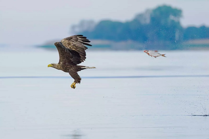 Categoria Peixes e Outras Espécies Aquáticas - Vencedor: Przemyslaw Jakubczyk (Polônia), com a foto “Unexpected role swap” (Troca de papéis inesperada, em português).