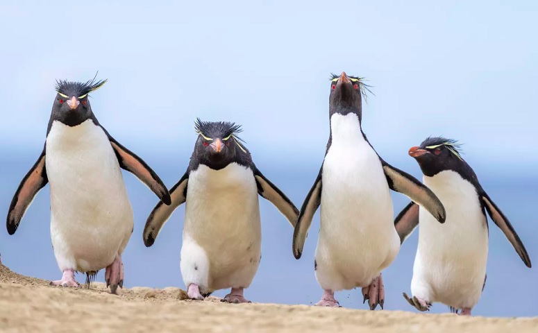 7º) Ralph Robinson (Reino Unido), com a foto “Gang of four” (Gangue dos quatro).