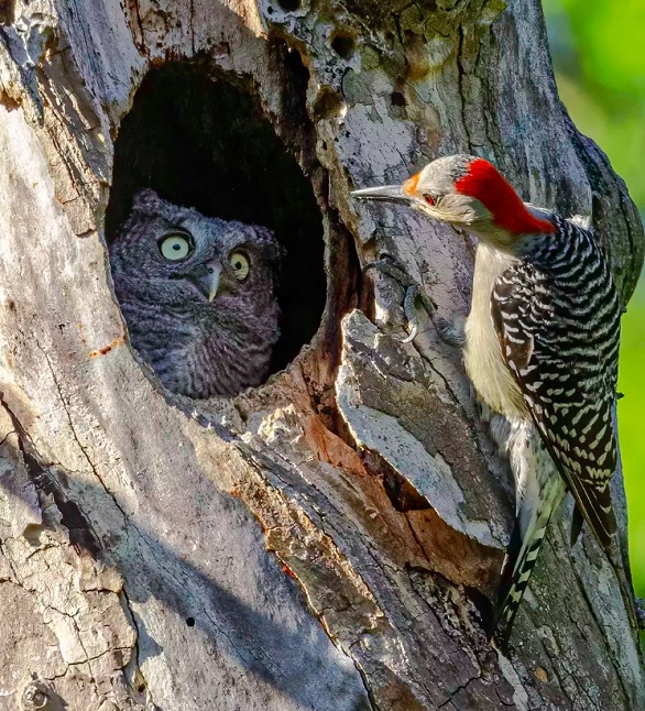 Terceiro vencedor: Randy Herman (EUA), com a foto “You're not my mother” (Você não é minha mãe, em português).