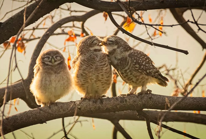 Categoria Júnior (menores de 16 anos) - Vencedor: Sarthak Ranganadhan (Índia), com a foto “Smooching owlets” (Corujinhas se beijando).