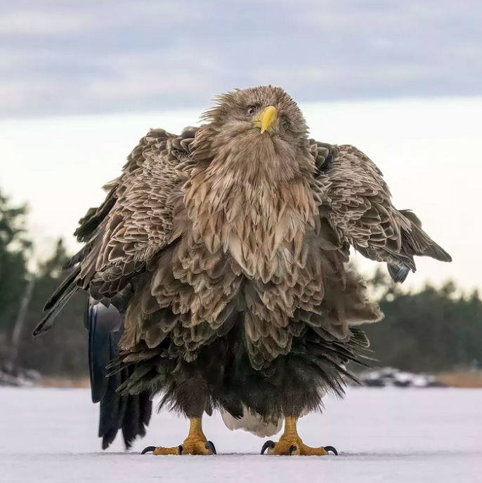 Categoria Escolha do Público - Vencedor: Tapani Linnanmäki (Finlândia), com a foto “Shake ruffle rattle and roll” (Agite, chocalhe e role, em tradução livre).