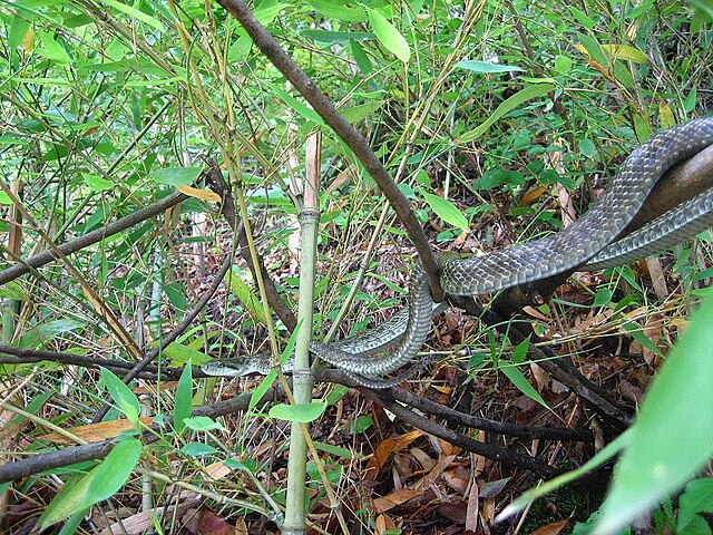 Serpente-rato Azul (Elaphe climacophora)
Uma cobra não venenosa encontrada no Japão. Apresenta uma coloração azul-esverdeada em algumas fases da vida.