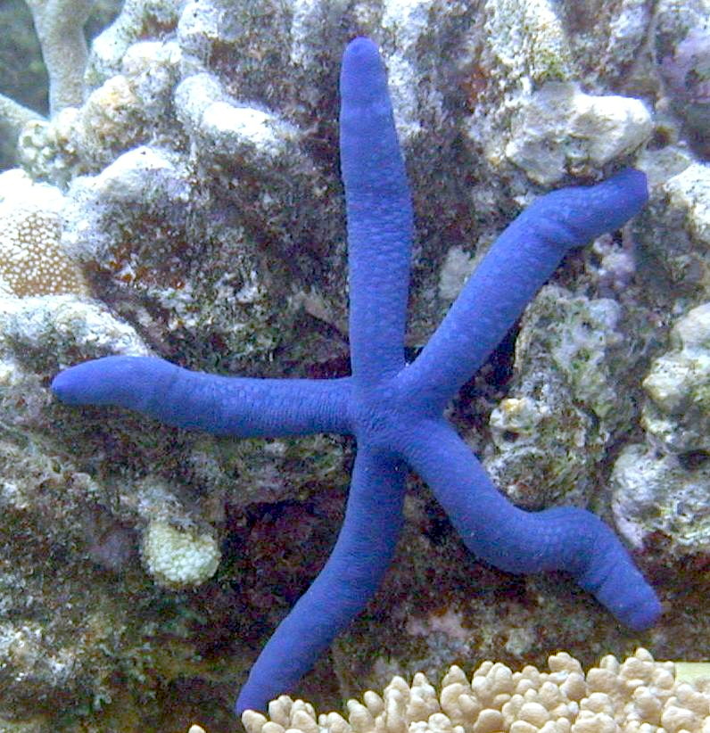 A estrela-do-mar-azul (Linckia laevigata), encontrada nas águas tropicais do Indo-Pacífico, possui uma coloração azul vibrante que a torna inconfundível. Essa espécie é conhecida por sua incrível capacidade de regeneração, podendo recriar braços perdidos, e por sua alimentação seletiva de matéria orgânica.