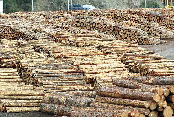 Madeira - A imensa área de florestas favoreceu o Brasil no ramo madeireiro. Além da madeira em si, da madeira também pode ser obtida a celulose, usada para a fabricação do papel, além de produtos de uso industrial, como fibras artificiais, películas e plásticos, como o celuloide, usado na indústria cinematográfica.