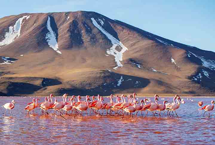 O salar também é de grande importância para a fauna local, como flamingos, vicunhas e outros animais adaptados ao clima extremo e ao ambiente seco.