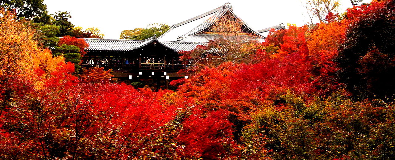 Algumas plantas são vermelhas por causa da presença de antocianinas, que protegem contra a radiação solar e atraem polinizadores. Elas se tornam muito chamativas e associadas a uma simbologia de paixão e atração. 