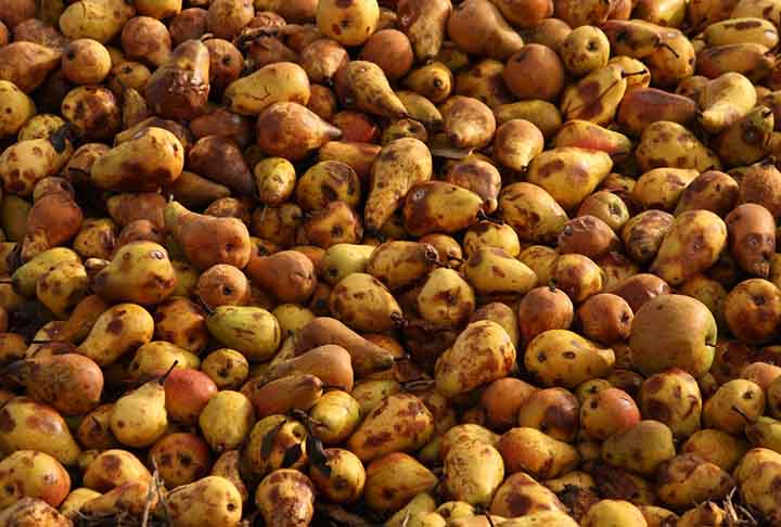 Para atraí-lo, a isca deve ter substâncias doces e fermentadas, como frutas podres ou seiva de árvores. Com isso, ele busca alimentos que naturalmente fazem parte do seu cardápio