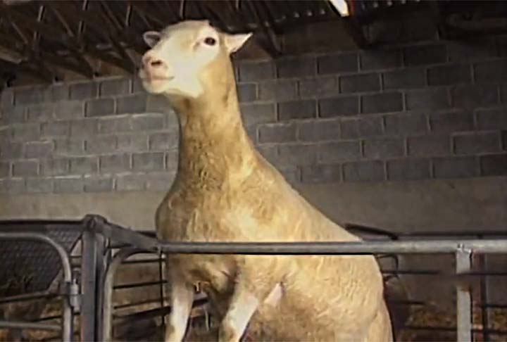 Dolly morreu em 2002, com seis anos e sete meses de idade, depois que os veterinários detectaram uma infecção em seus pulmões. 

