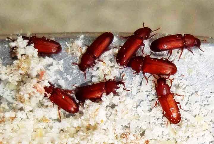 A expectativa de vida dos besouros varia conforme a espécie. Enquanto os besouros-veados são os que vivem mais - 3 anos - os besouros da farinha (Tribolium confusum), uma praga comum em grãos armazenados, são os que vivem menos: apenas 3 a 4 meses.