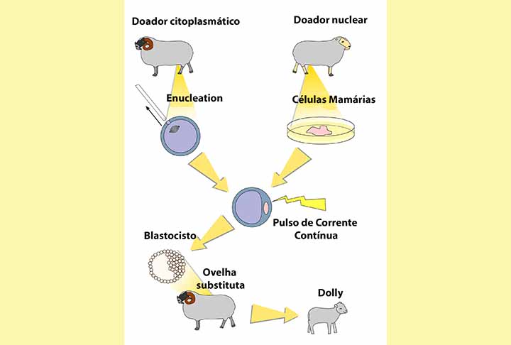 O experimento transplantou em óvulos (com DNA retirado) o material extraído de células adultas. Com um estímulo elétrico, houve a indução para que os óvulos não fertilizados se transformassem em células-tronco embrionárias. 
