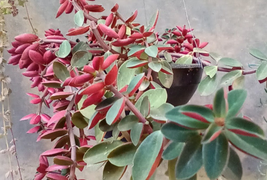 Peperomia caperata ‘Red Ripple’, a peperômia vermelha, é originária da América do Sul, especialmente Brasil e Colômbia. Ela prefere ambientes tropicais sombreados e floresce no verão, com folhas vermelhas que são sua principal atração.
