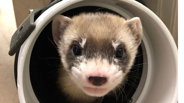 Pesquisadores americanos conseguiram clonar com sucesso uma doninha-de-patas-pretas e um cavalo-de-przewalski, ambos animais sob risco de extinção.
