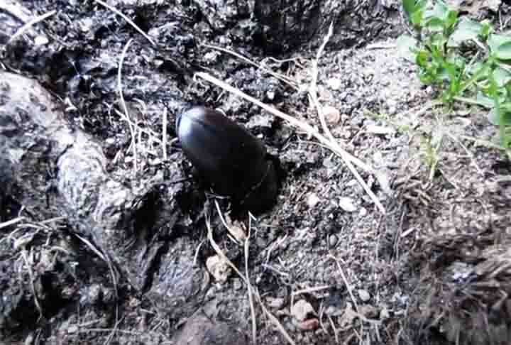 De acordo com a Rede Europeia de Monitoramento de Besouros-veados, o comprimento deles varia de 4 cm a 9 cm. Eles passam a maior parte do tempo de vida abrindo túneis no subsolo. 