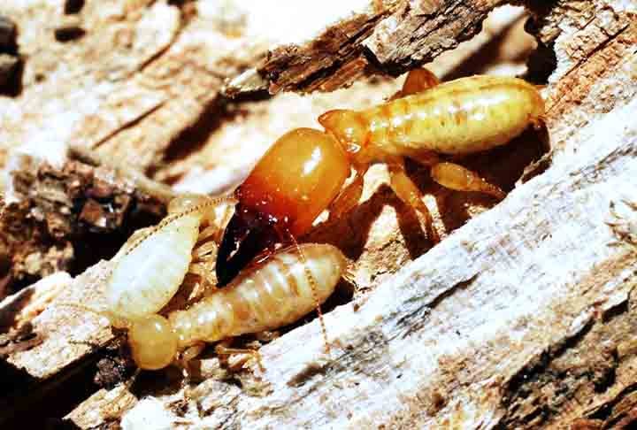 Os cupins têm corpos moles e antenas retas. Eles vivem em colônias subterrâneas ou dentro da madeira e possuem asas apenas na fase reprodutiva.
