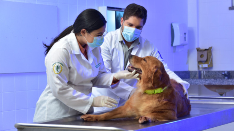 Universidade inaugura centro veterinário a preços populares