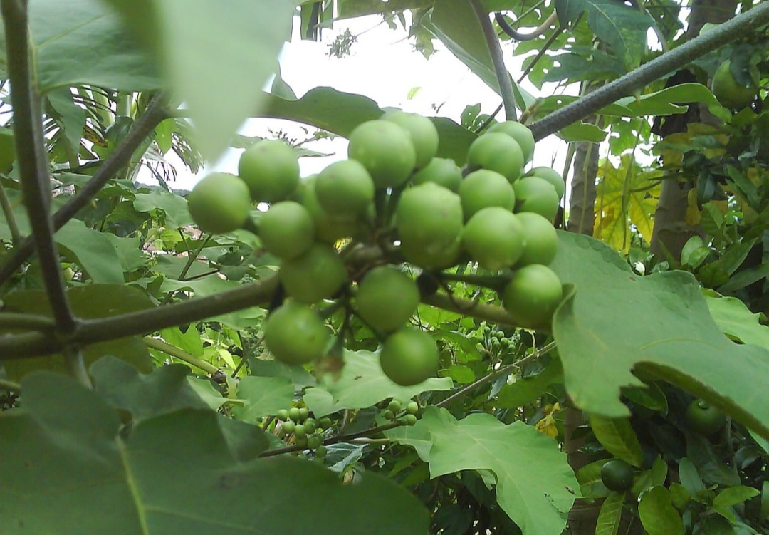 Uma planta que é pouco comentada é muito útil para a saúde. Trata-se da jurubeba (Solanum paniculatum). Mas ela é uma planta medicinal nativa do Brasil, encontrada em regiões de clima tropical, que pode ter grande utilidade na culinária e na prevenção de doenças. 