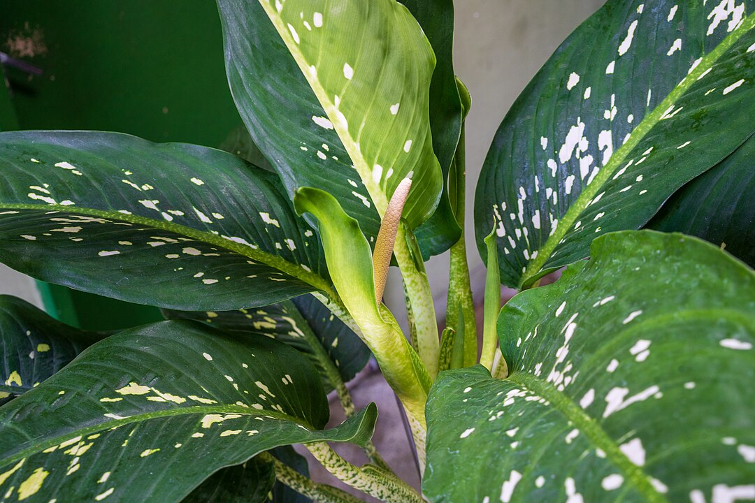 Comigo-ninguém-pode (Dieffenbachia spp.): Nativa da América Central e do Sul, é comum como planta ornamental em todo o mundo. Suas folhas contêm cristais de oxalato de cálcio, que podem causar irritação severa na boca e garganta.
