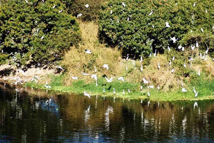 O Projeto Tietê, iniciado em 1992 pela Sabesp (Companhia de Saneamento Básico do Estado de São Paulo), é um dos principais programas de recuperação do rio. 
