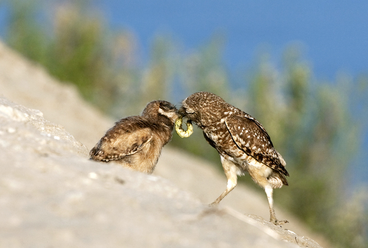 Aliás, as corujas são aves importantes para o controle de pragas, pois se alimentam de roedores e outros animais que podem causar danos à agricultura.