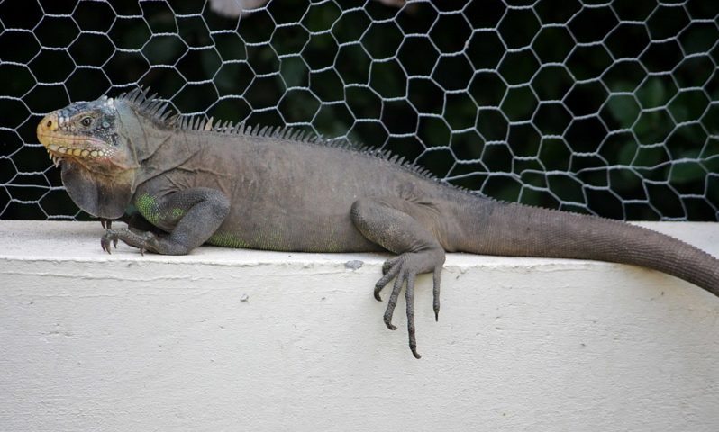 A expectativa de vida das iguanas varia entre 10 e 20 anos em média, dependendo da espécie e das condições de vida. Em cativeiro, com cuidados adequados, dieta balanceada e  acompanhamento veterinário, podem viver até 20 anos ou mais.