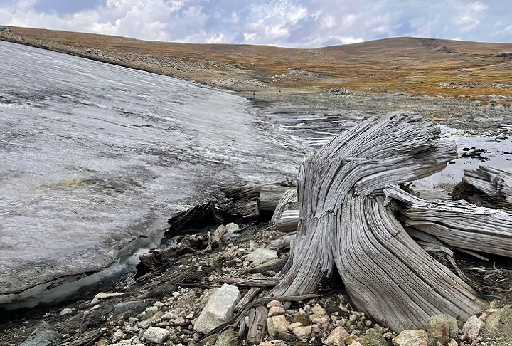 Pesquisadores da Universidade Estadual de Montana (MSU), nos EUA , identificaram mais de 30 árvores que teriam se formado há cerca de seis mil anos no Planalto Beartooth, em Wyoming.