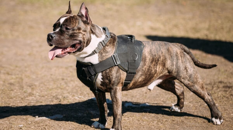 Personagens de filmes de ação inspiram os tutores na hora de nomear os cachorros (Imagem: George Trumpeter | Shutterstock) 