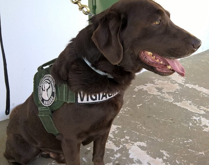 A fiscalização é planejada com base na origem dos voos, usando cães e raio-x para detectar itens ilegais, ou selecionando passageiros aleatoriamente quando esses recursos não estão disponíveis. Veja itens estranhos que já foram apreendidos!