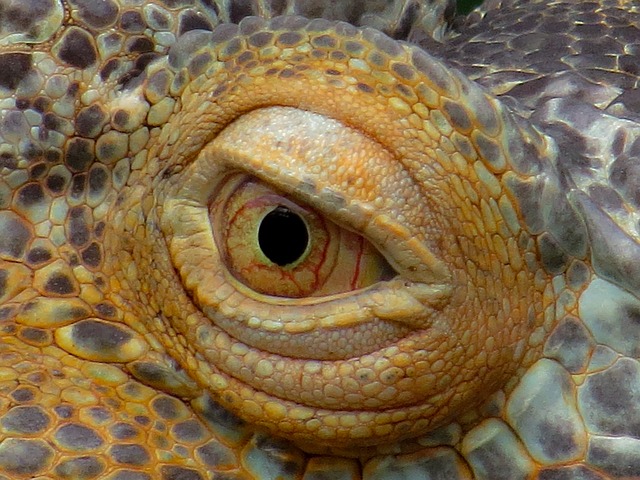 Os olhos das iguanas chamam atenção. São grandes e têm pupilas elípticas ou arredondadas, com uma visão lateral muito ampla, o que permite que detectem movimentos em diferentes direções sem precisar mover a cabeça.