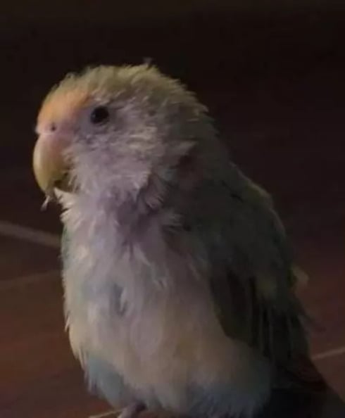 É que Pesseguinho parou de se alimentar, pois, depois que Melzinho morreu, ela vomitava quando tentava comer algo. Após tratamento, a passarinha agora toma suplementos para reforçar sua nutrição. 