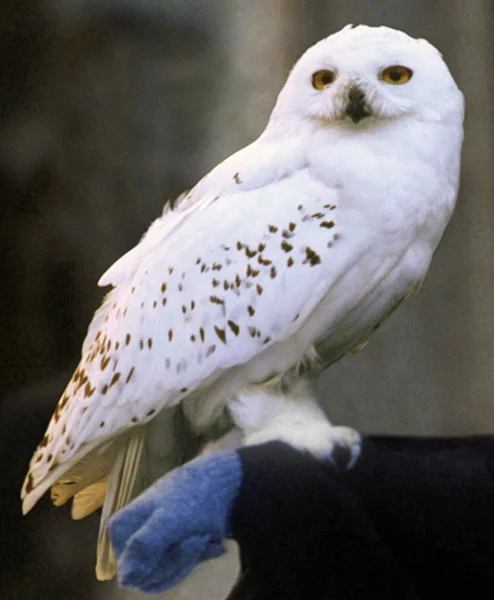 Nas histórias, ela representa a ligação de Harry com o mundo mágico e é um símbolo de esperança e amizade. O nome Hedwig é uma homenagem à Santa Hedwig, a padroeira da Silésia e da Polônia, e também é um nome que possui raízes germânicas e significa batalha justa. 