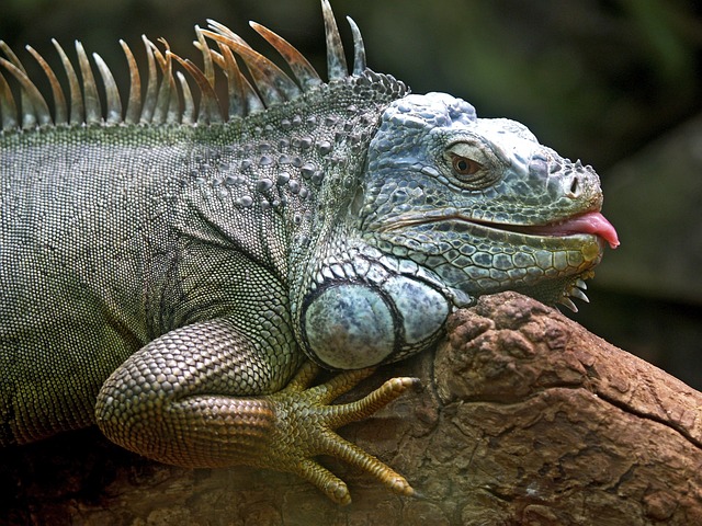 Em alguns casos, as iguanas podem até  consumir insetos ou pequenos animais, mas isso só acontece se houver falta de alimento vegetal.